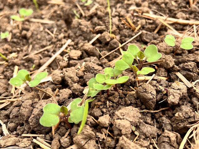 Erste Erfahrungen im Anbau von Sommerraps - Swiss Future Farm DE